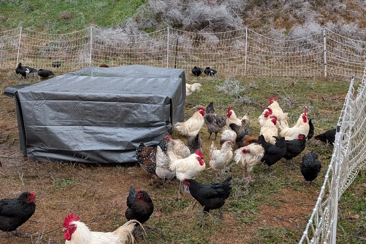 Mixed flock of white, black, and blue American Bresse foraging on winter pasture inside netting
